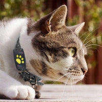 Ten siempre a tu gato en el radar