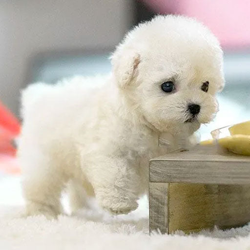 Olvoria | Interactive Plush Puppy - Realistic Stuffed Animal for Children and Adults with Movements and Sounds
