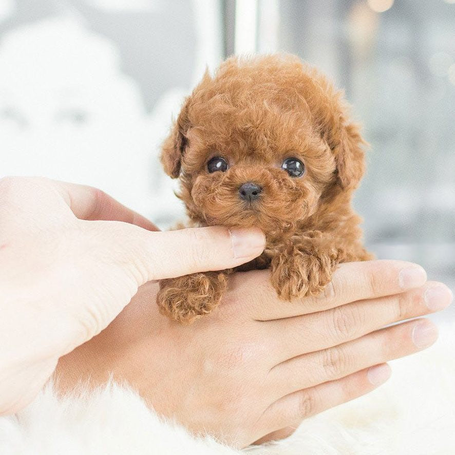Olvoria | Robot Puppy Toy Dogs Realistic Best Plush Pet for Kids